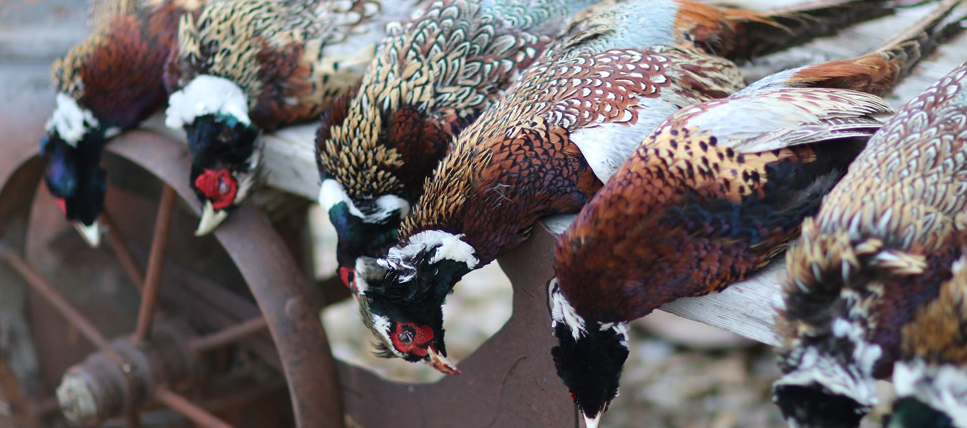 North Central Kansas Pheasant Hunts North Central Kansas Pheasant Hunts